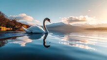 Swan's Ballet: Capturing The Elegance Of A Swan Gracefully Gliding On Water.
