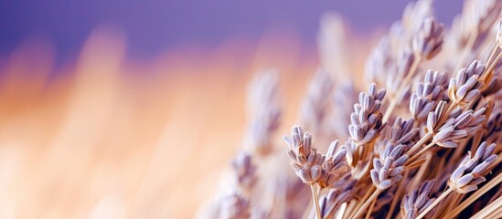 Poster - Lush Lavender Fields Enveloping a Vibrant Scenery of Aromatic Purple Blossoms