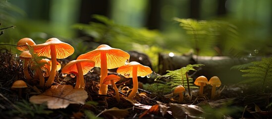 Poster - Diverse Assortment of Wild Mushrooms Growing Amongst Lush Greenery in the Forest
