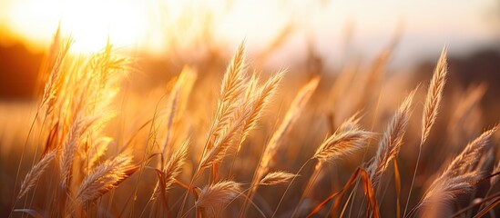 Poster - Golden Wheat Fields in the Warm Glow of Sunset: Rural Farming Landscape Beauty