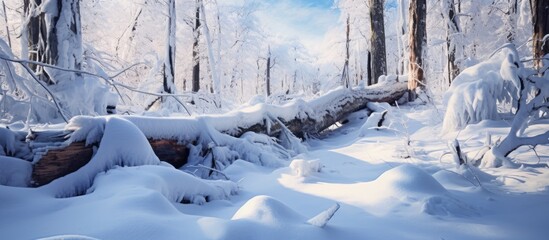Poster - Enchanting Winter Wonderland: Snowy Forest with Majestic Trees and Scenic Snow-Covered Ground
