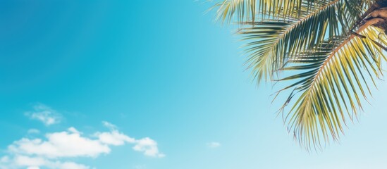 Poster - Tranquil Palm Tree Standing Tall on the Sandy Beach Shoreline Under Clear Blue Skies
