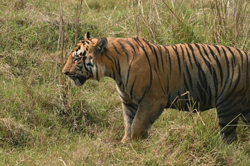 A big muscular male tiger passing through grassland of Tadoba National Park 
