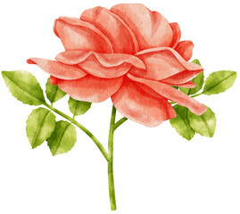 Wall Mural - Red rose flowers watercolor illustration
