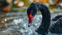 A Black Swan With A Red Beak Drinks From A Pond, Water Droplets Sparkling Around It.