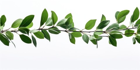 Poster - A branch with green leaves on a white background. Perfect for nature concepts