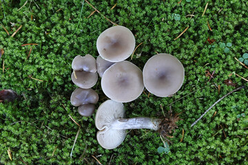 Wall Mural -  Twotone Funnel, Clitocybe metachroa, wild mushroom from Finland