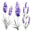 watercolor Painting Illustration of a set purple lavender flowers with leaves, isolated on a white background, Drawing art clipart, Illustration and Vector, Graphic Painting.