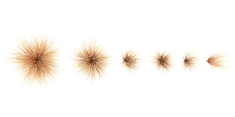 Poster - 3d illustration of set Buchanas's sedge isolated on white background,top view