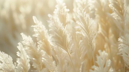 Wall Mural - Close up of tall grass, suitable for nature backgrounds