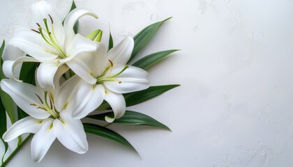 Wall Mural - Funeral lily on white backdrop with ample space provided for personalized text placement