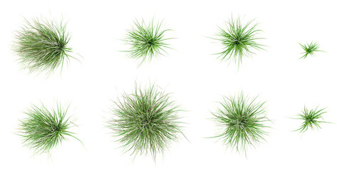 Poster - Fresh spring green West lndian lemon grass isolated on white background.Top view