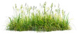 Meadow Grass Isolated on white background