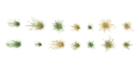 Poster - Top view  of American beachgrass with transparent background, 3D rendering, for illustration