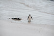 African penguin at Boulder Beach, Cape Town, South Africa