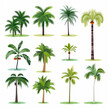 Flat design vector palm trees icon set. Popular palm tree species collection. Palm Trees set in flat design. Vector illustration	