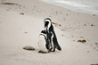 African penguin courtship ritual at Boulders Beach, Cape Town, South Africa 