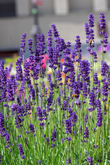 Wall Mural - Lavandula angustifolia bunch of flowers in bloom, purple scented flowering bouquet of plant