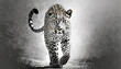 leopard walking out of the shadow into the light digital wildlife art white edition