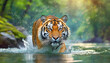 Amur tiger walking in river water. Danger animal, tajga, Russia. Animal in green forest stream. Grey stone, river droplet. Siberian tiger splash water. Tiger wildlife scene, wild cat, nature habitat