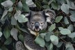 Happy Koala in Eucalyptus Tree: A Close-up Portrait of Contentment in Australian Wildlife