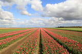 Fototapeta Tulipany - a beautiful large bulb field with red tulips and a blue sky with white clouds in holland in springtime