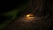 A Firefly Casting Its Light On A Tree Trunk