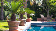 jardim com vasos de barro e palmeiras phenix  perto de piscina 
