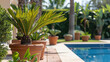 jardim com vasos de barro e palmeiras phenix  perto de piscina 