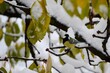 a small yellow bird on a branch with snow