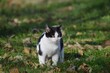 little black and white cat on a green meadow