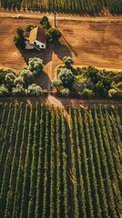 Poster - vineyard in region country