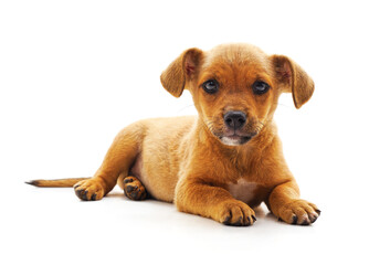 Canvas Print - Little brown puppy.