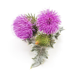 Poster - Beautiful flowering thistles.