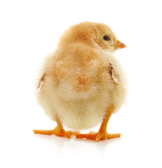 Sticker - Baby yellow chicken.