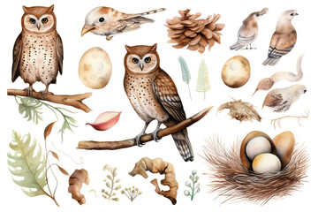 Sticker - illustration hand background owl elements chipmunk set toad collestion watercolor natural woodland mouse rustic sticker white elements branch nest owl forest bird feather drawn forest