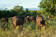 A herd of African buffalos in the Kruger National Park, South Africa