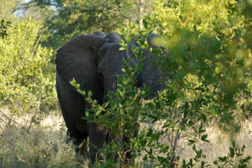 African elephant in Kruger National Park, South Africa 