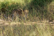 Leopard in Kruger National Park, South Africa 