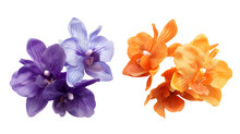Orchid Blossom Collection, Flower Bundle In Two Colours (orange, Violet) Isolated On White Background