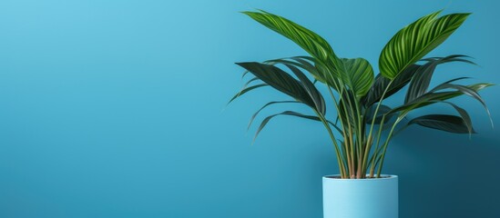 Poster - A houseplant in a flowerpot is placed in front of an electric blue wall, creating a striking contrast against the sky. The plant is a terrestrial Arecales species, resembling a palm tree