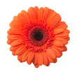 Vibrant bright red gerbera daisy flower blooming isolate on white background