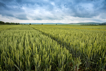 Wall Mural - beautiful landscape of Green wheat field , hills on the horizon