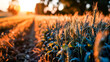 A wheat field at sunset, space for text.
