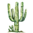 Watercolor Succulent Cactus
