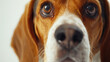 A detailed close up of a brown and white dog's face, suitable for various projects