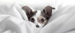A Chihuahua, a small carnivorous dog breed, with fawn fur, perky ears, and whiskers, is peeking out of a pile of white sheets. Known for being a loyal companion dog and working animal