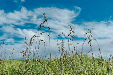 Wall Mural - Dactylis glomerata is flowering plant in the grass family Poaceae,  cock's-foot, orchard grass, or cat grass (due to its popularity for use with domestic cats).  Saddle Road / Waiki'i Ranch., Hawaii 