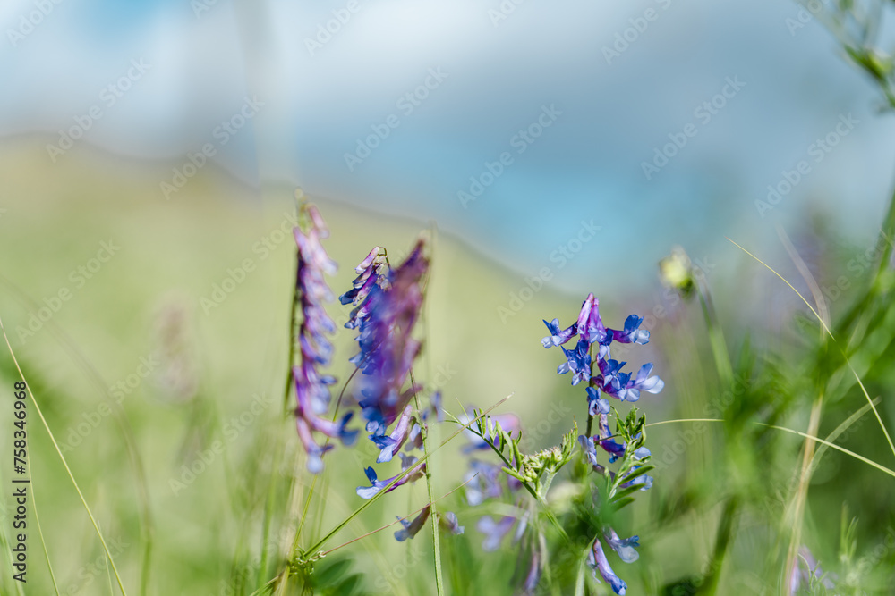 Vicia villosa, known as the hairy vetch, fodder vetch or winter vetch ...
