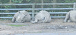 white rhinoceros in latin ceratotherium simum in the zoo
